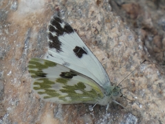 Pontia edusa