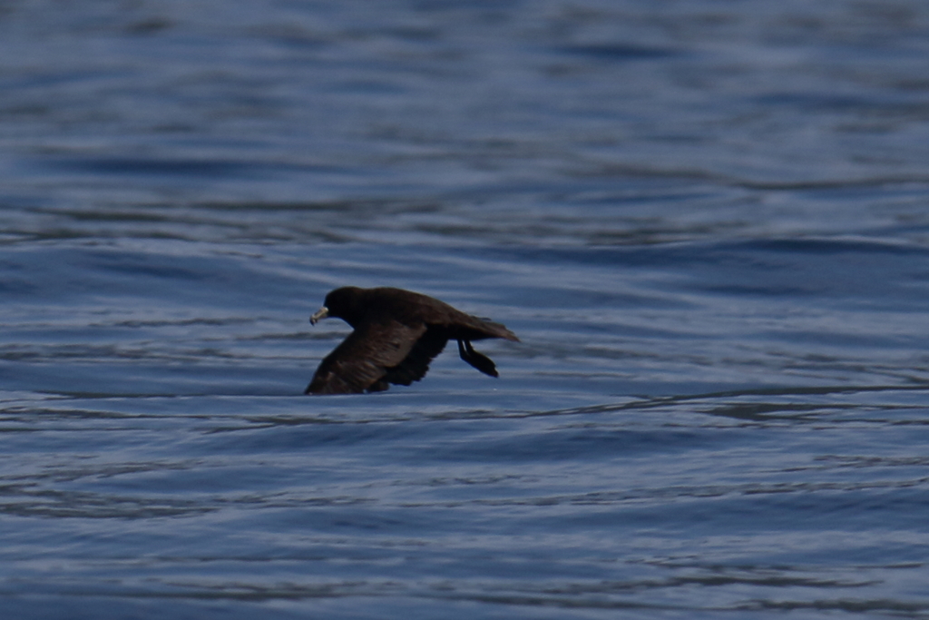 Westland Petrel