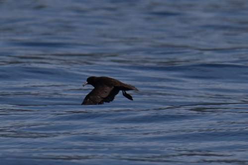 Westland Petrel