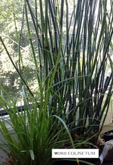 Equisetum hyemale