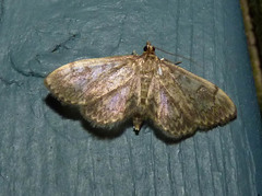 Anania coronata