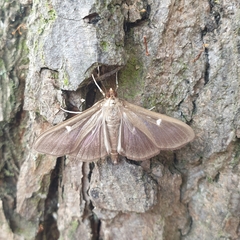 Cydalima perspectalis