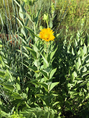 Silphium integrifolium