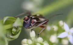 Polymerus brevicornis