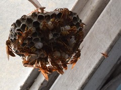 Pachysomoides fulvus