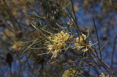 Hakea tephrosperma