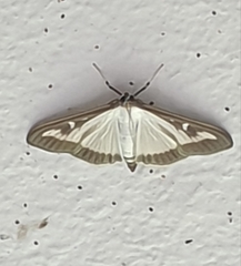 Cydalima perspectalis