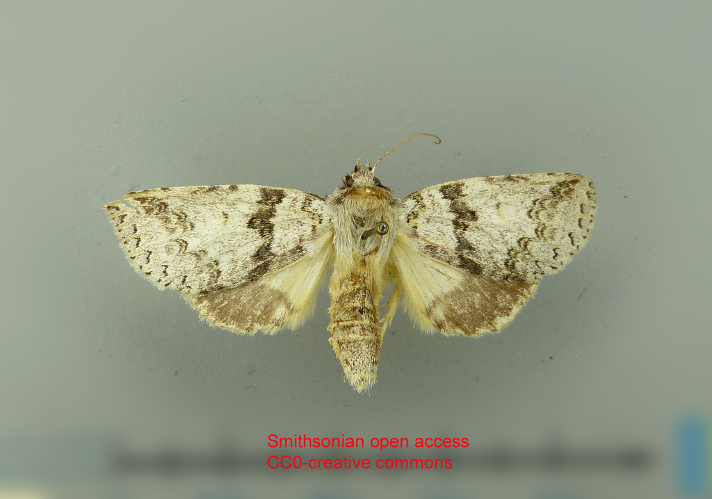 Meragisa marcata