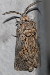 Cossinae