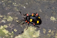 Eumorphus quadriguttatus