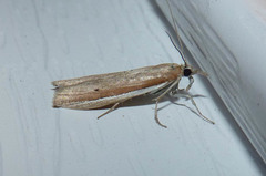 Pima albiplagiatella