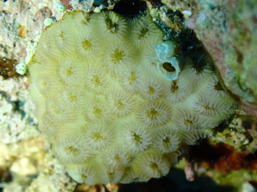 Knob Coral