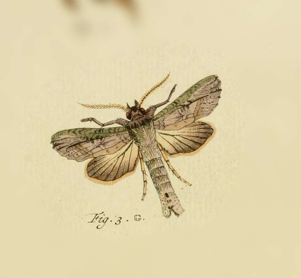 Elymiotis longara