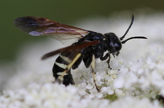 Tenthredo bifasciata violacea