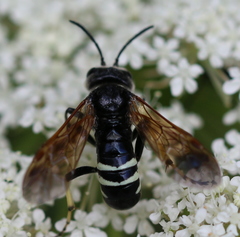 Tenthredo bifasciata violacea