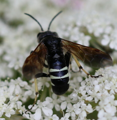 Tenthredo bifasciata violacea