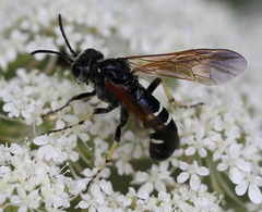 Tenthredo bifasciata violacea