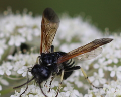 Tenthredo bifasciata violacea