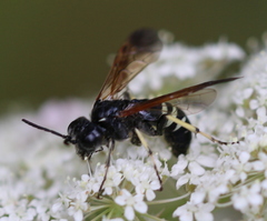 Tenthredo bifasciata violacea