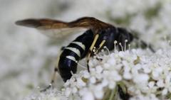 Tenthredo bifasciata violacea