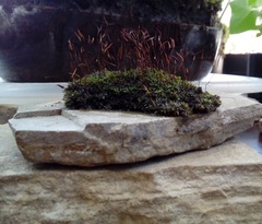 Tortula muralis