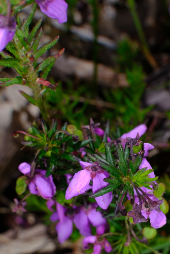 Image of Tetratheca pilosa by (c) Peter Crowcroft, some rights reserved (CC BY)