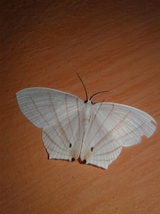 Dissoprumna erycinaria