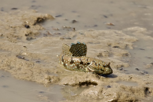 Boddart's goggle-eyed goby (Boleophthalmus boddarti) — Gobiidae — 3