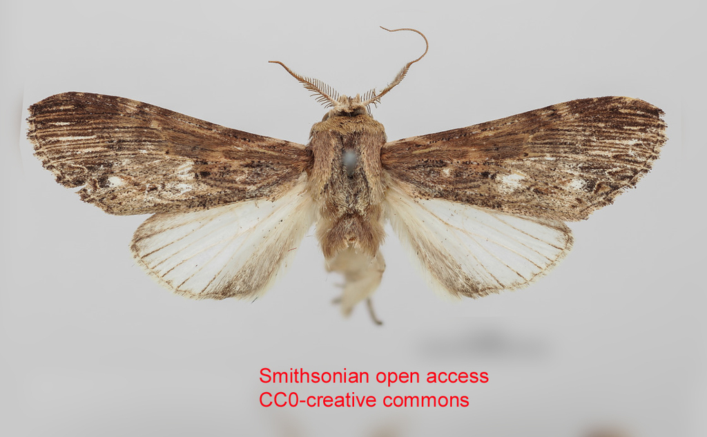 Xylodonta angustipennis