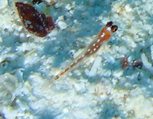 Comet dwarfgoby (Eviota cometa) — Gobiidae