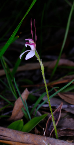 Image of Leptoceras menziesii by (c) Peter Crowcroft, some rights reserved (CC BY)