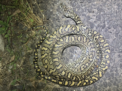 Coastal Carpet Python sighting