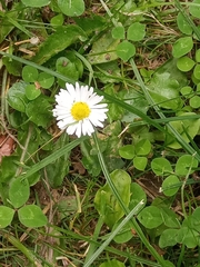 Bellis perennis