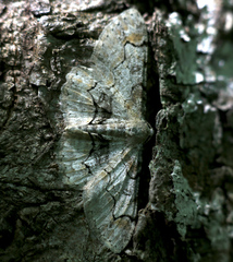 Iridopsis larvaria