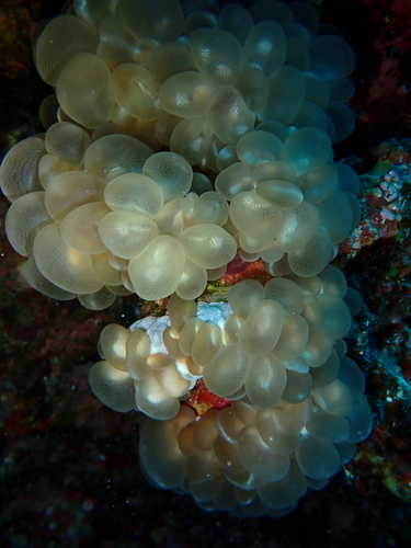 Bubble Coral