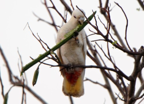 Cacatua haematuropygia