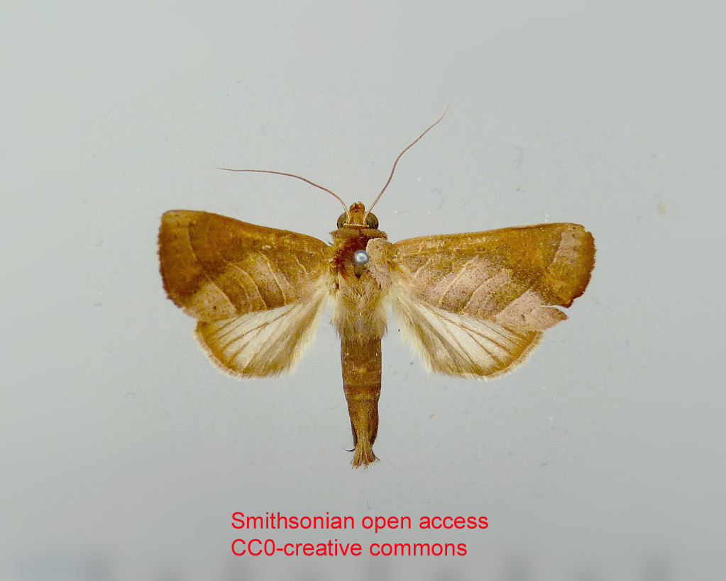 Marthula hirsuta