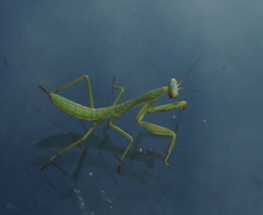 Trachymantis dentifrons