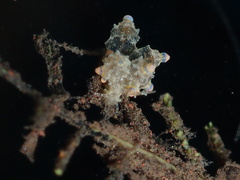 Eubranchus rubropunctatus