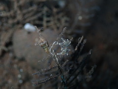 Eubranchus ocellatus