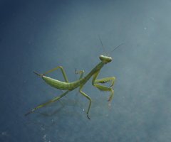 Trachymantis dentifrons