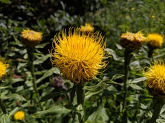 Centaurea macrocephala