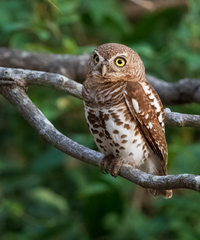 African Barred Owlet photo 3