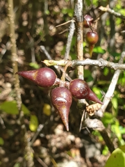 Commiphora