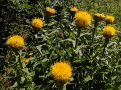 Centaurea macrocephala