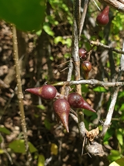 Commiphora