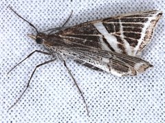 Phrataria transcissata