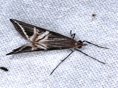 Phrataria transcissata