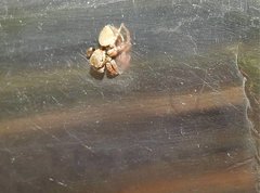 Carrhotus sannio