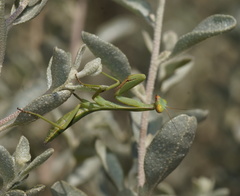 Trachymantis dentifrons